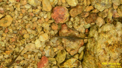 Hynobius quelpaertensis