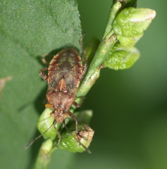 Arhyssus lateralis