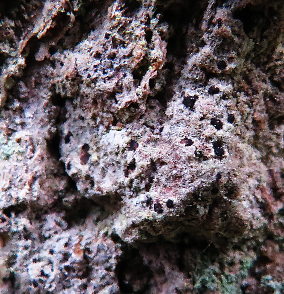 Arthonia arthonioides