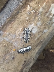 Zopherus nodulosus nodulosus