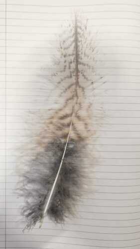 Plume de Grand-duc d'Europe