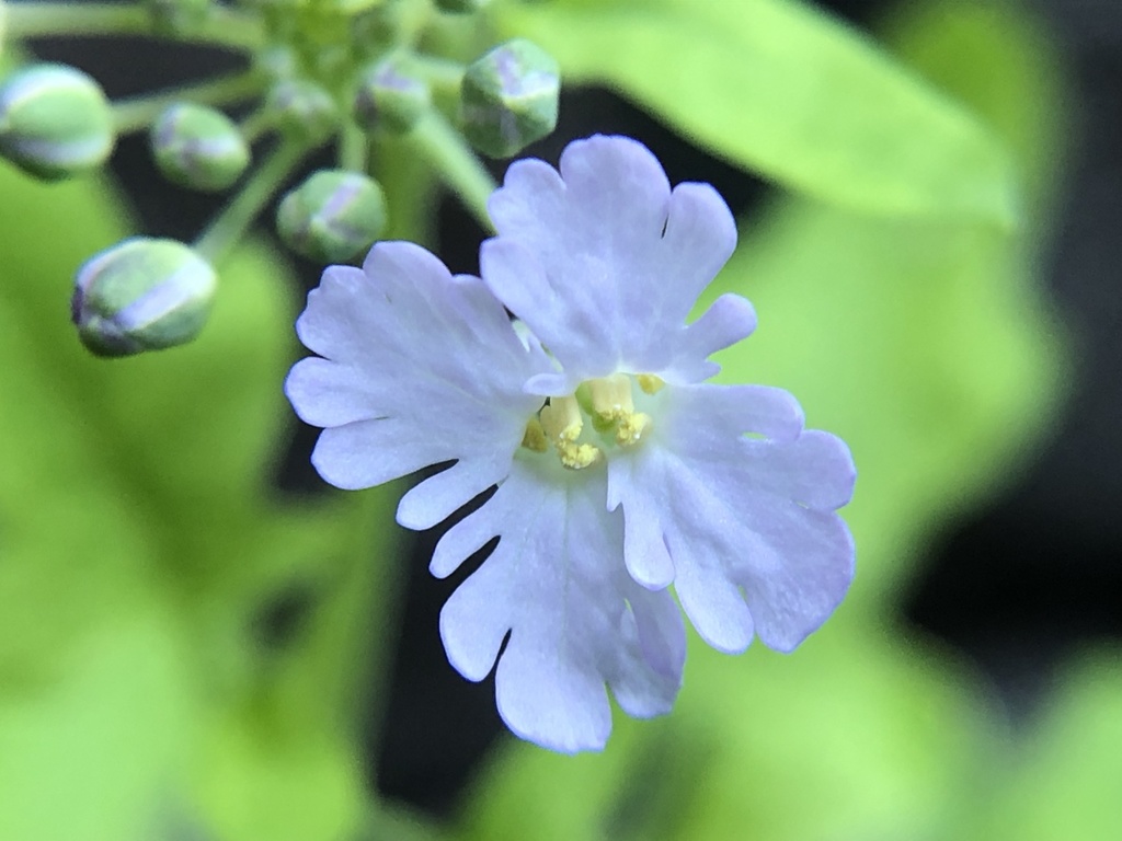 Dryopetalon