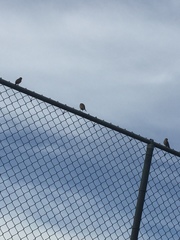 Aves