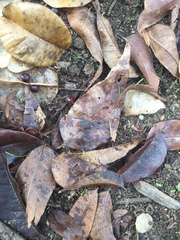 Jadera haematoloma