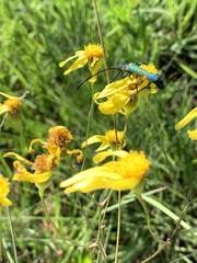 Senecio bupleuroides