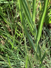 Senecio bupleuroides