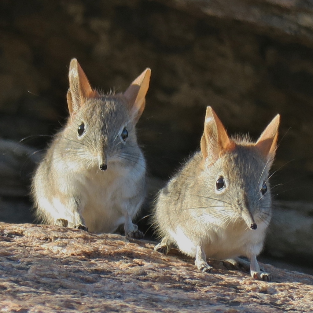 Western Rock Elephant Shrew