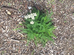 Achillea millefolium