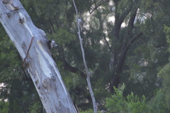 Melithreptus validirostris