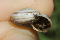 Cernuella neglecta