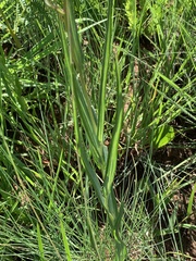 Senecio bupleuroides