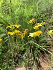 Senecio bupleuroides