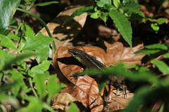 Eutropis rudis