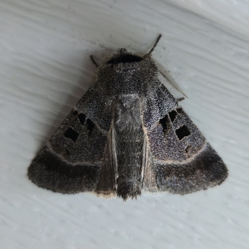 Square-spotted Dart photo 2