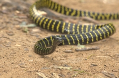 Boiga dendrophila gemmicincta