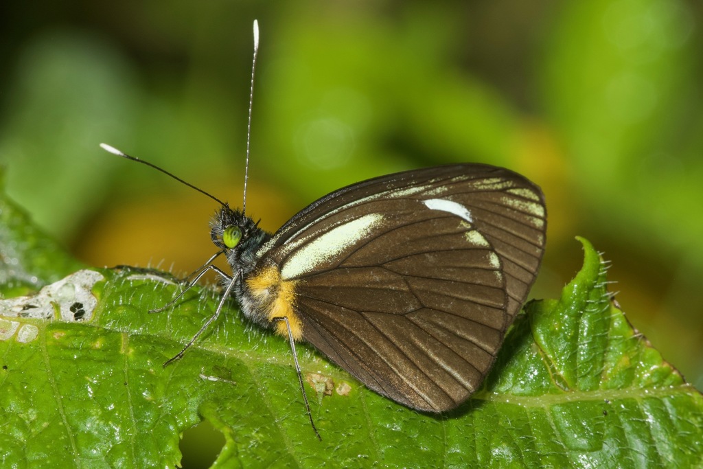 Leptophobia cinerea
