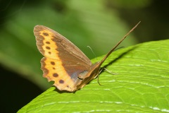 Oxeoschistus protogenia