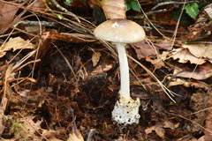 Amanita arocheae