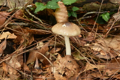 Amanita arocheae