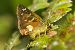 Dalla mesoxantha