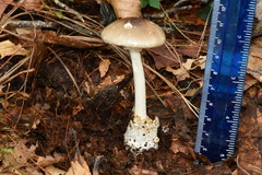Amanita arocheae