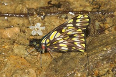 Catasticta philodora