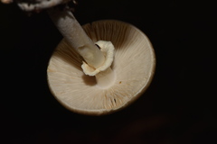 Amanita arocheae