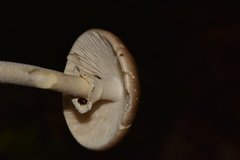 Amanita arocheae