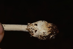 Amanita arocheae