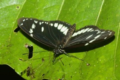 Heliconius hecuba