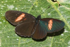 Castilia castilla
