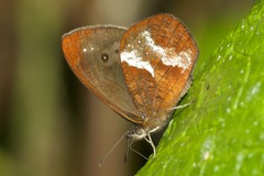 Lymanopoda obsoleta