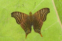 Hypanartia dione