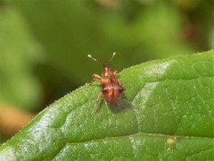 Oropterus coniger
