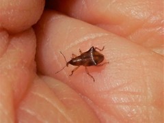 Oropterus coniger