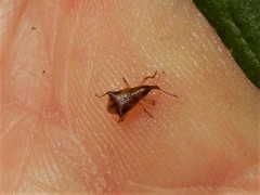Oropterus coniger