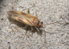 Orthotylus ornatus
