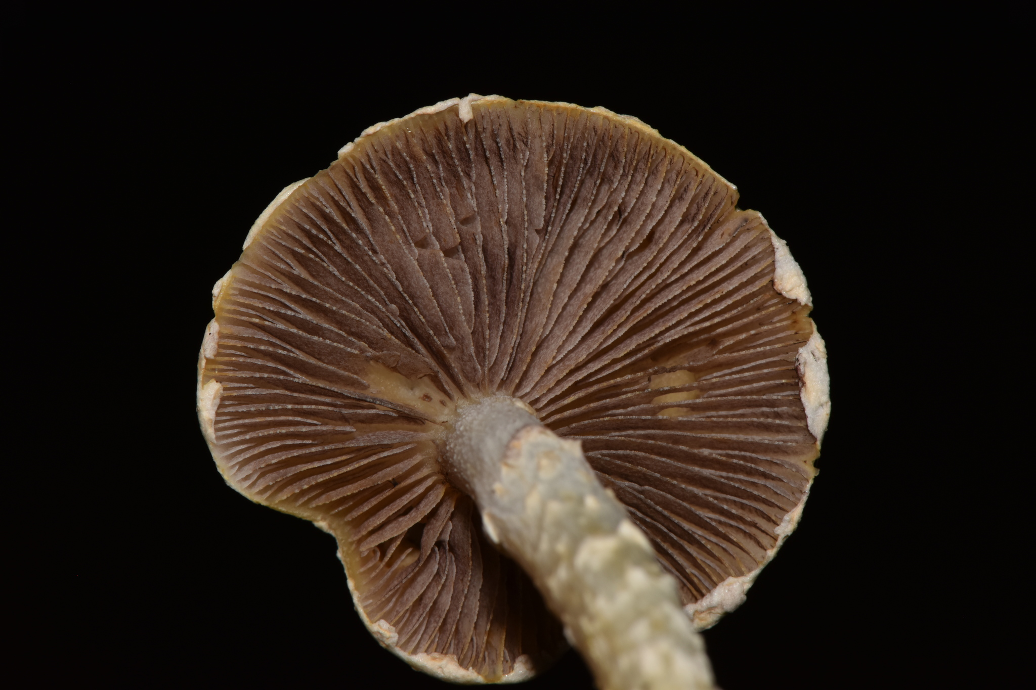 Stropharia aeruginosa image