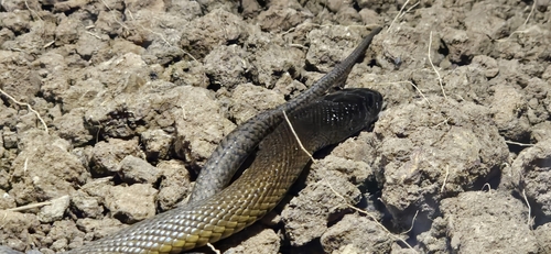 Inland Taipan sighting