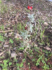 Salvia