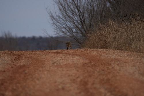 Bobcat photographed in Oklahoma