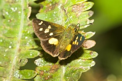 Dalla mesoxantha