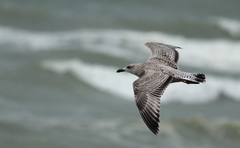 Larus argentatus