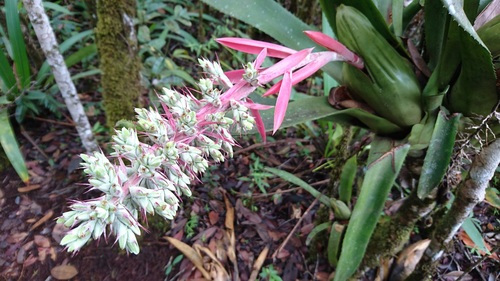 Aechmea brassicoides (Aechmea brassicoides)