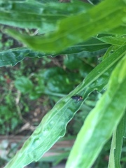 Coccinellidae