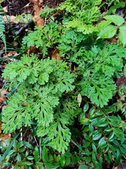 Selaginella lepidophylla