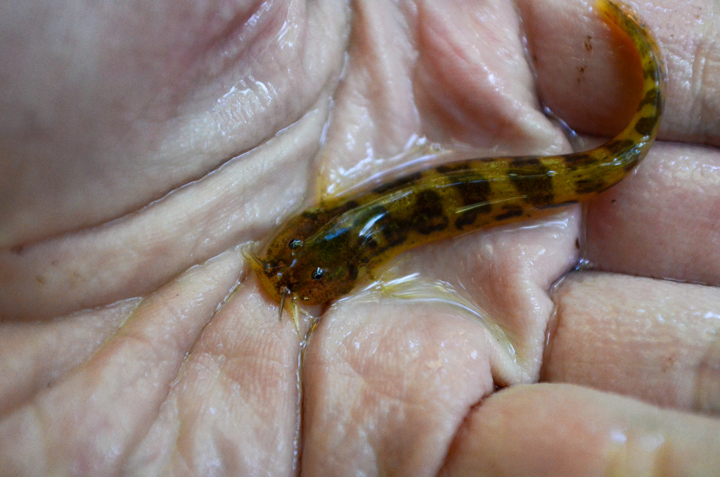 Trichomycterus jacupiranga