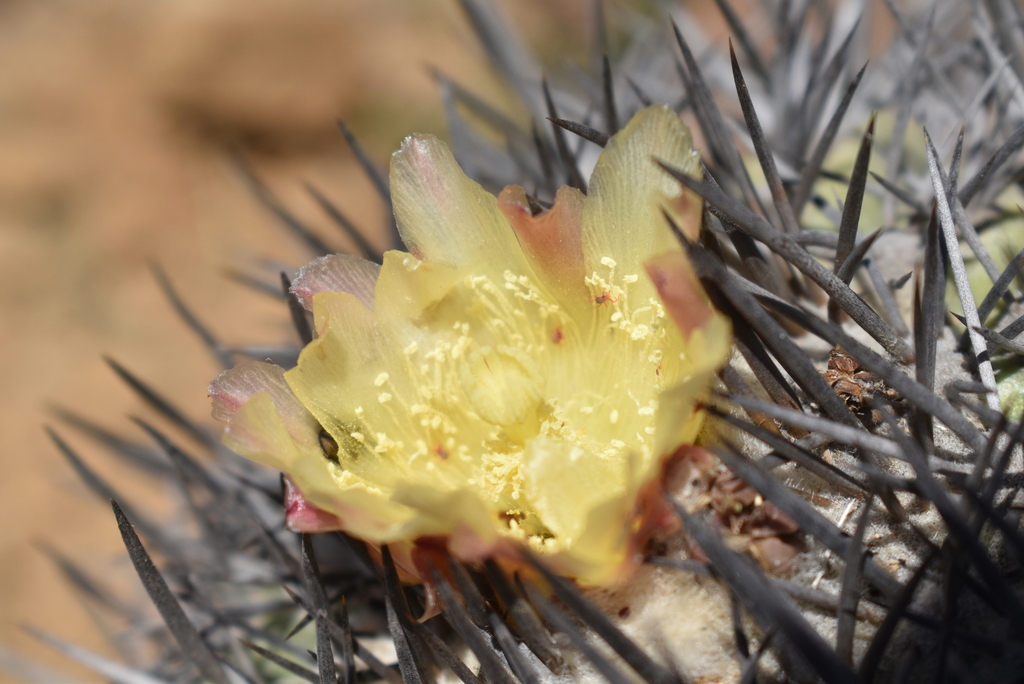 Copiapoa schulziana