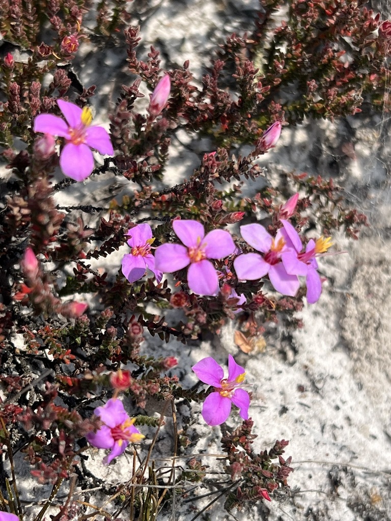 Marcetia acerosa