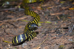 Boiga dendrophila gemmicincta